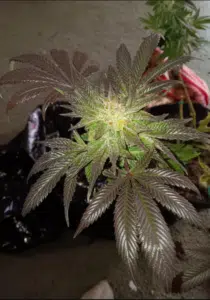 Blackberry Moonrocks autoflower seeds grow gallery featuring a cannabis plant with striking purple foliage and resinous buds.