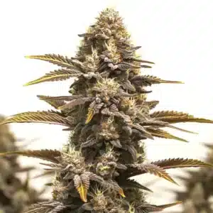Purple Kush x Mazar cannabis plant displaying purple hues, frosty buds and bright pistils.
