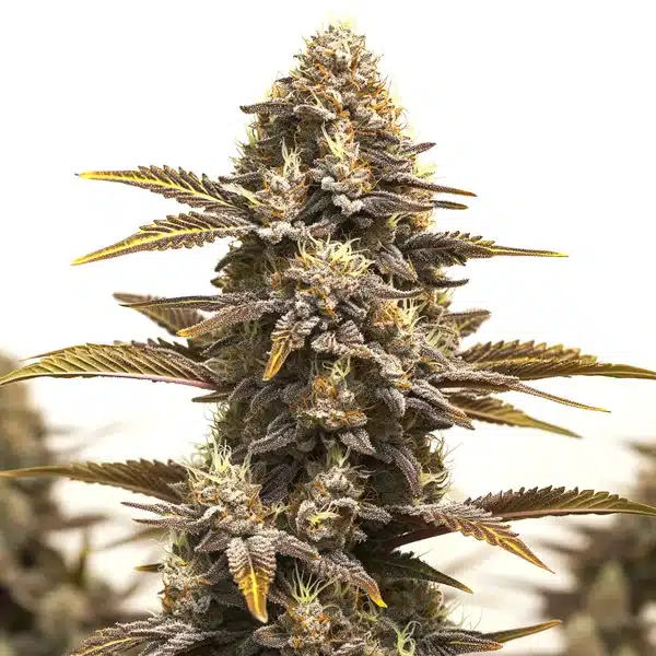 Purple Kush x Mazar cannabis plant displaying purple hues, frosty buds and bright pistils.