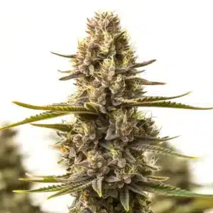 Purple Kush x White Russian cannabis flower with deep purple tones and dense frosty buds.