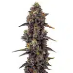 Purple Urkle cannabis plant with dark purple buds and frosty trichomes.