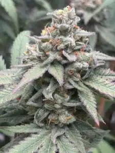 Frosty Purple Star Killer feminized seeds cannabis bud with distinctive purple edges, white trichomes, and orange hairs.