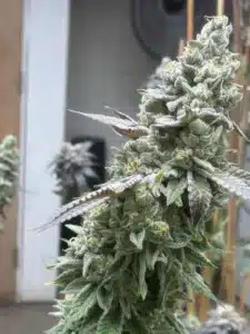 Large flowering Purple Star Killer feminized seeds cola covered in a thick layer of frosty white trichomes.
