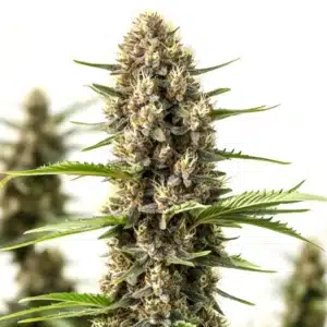 Rosenthal cannabis plant with heavy clusters of frosty buds and long orange hairs.