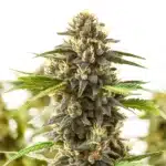 Shiskaberry Kush cannabis cola covered in crystal trichomes and mature pistils.