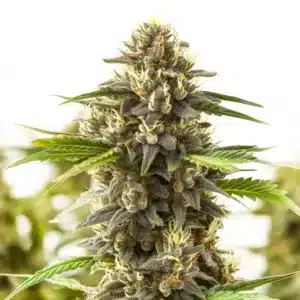 Shiskaberry Kush cannabis cola covered in crystal trichomes and mature pistils.