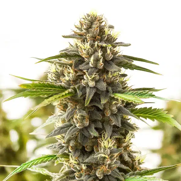 Shiskaberry Kush cannabis cola covered in crystal trichomes and mature pistils.