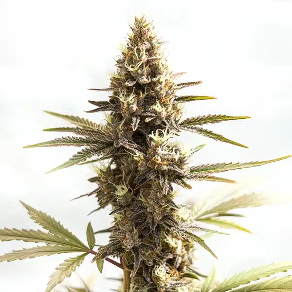 Siberian cannabis bud with a frosty coating of trichomes and bright pistils.