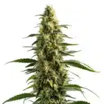 Skunk cannabis plant with classic dense buds and strong pungent aroma.