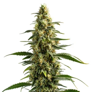 Skunk cannabis plant with classic dense buds and strong pungent aroma.