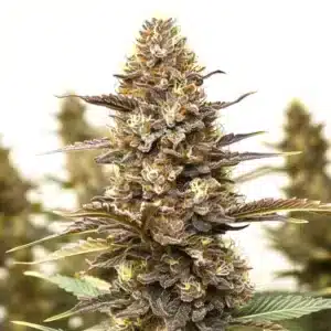 Skywalker x Girl Scout Cookies cannabis cola with colorful pistils and dense resin.