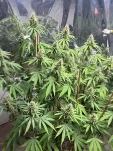 Flowering Sour Cookies feminized seeds cannabis plant with numerous green colas supported by wooden stakes.