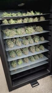 Freshly harvested Stardawg cannabis flowers drying on multiple stacked perforated steel trays inside a professional dark climate-controlled cabinet.