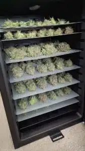 Freshly harvested Stardawg cannabis flowers drying on multiple stacked perforated steel trays inside a professional dark climate-controlled cabinet.