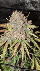 Detailed macro view of a Stardawg cannabis bud with frosty white trichomes, vibrant orange hairs, and light green calyxes during the late flowering stage.