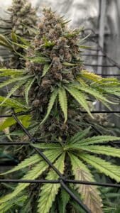 Large Stardawg cannabis cola growing through a black Scrog net, featuring dense flower clusters and serrated green leaves in an indoor grow room.