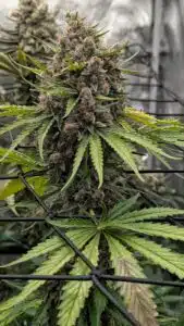 Large Stardawg cannabis cola growing through a black Scrog net, featuring dense flower clusters and serrated green leaves in an indoor grow room.