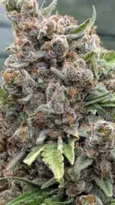 Macro photography of Stardawg cannabis resin glands and orange pistils covering the floral surface, showing high crystal density.