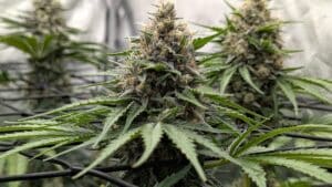 Multiple Stardawg cannabis flower tops growing evenly under a trellis net in a controlled indoor environment with reflective silver walls.