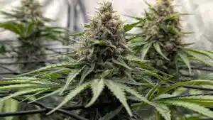 Multiple Stardawg cannabis flower tops growing evenly under a trellis net in a controlled indoor environment with reflective silver walls.