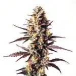 Sunset Sherbet cannabis bud with deep purple hues, orange pistils, and frosty trichomes.