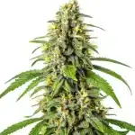 Tahoe OG Kush plant with dense, frosty buds and earthy aroma.