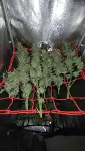 Trimmed Wedding Cake Auto cannabis branches being prepared for drying on a red support net.