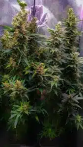 Wedding Cake Auto plant growing through a blue Scrog net in a climate-controlled indoor grow tent.