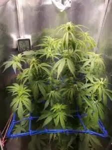 Developing Wedding Cake Auto cannabis flower with prominent white hairs and healthy green leaves.