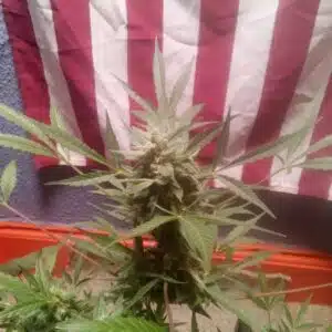 Close-up of the top bud of a Wedding Cake Auto plant, displaying a thick layer of trichomes and pointed sugar leaves.