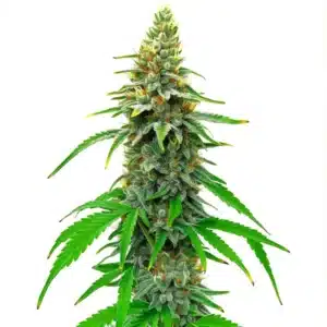 White Rhino Regular cannabis plant with thick, frosty buds and dark green leaves.