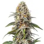 White Russian cannabis bud with a dense, crystal-coated structure and bright orange pistils.