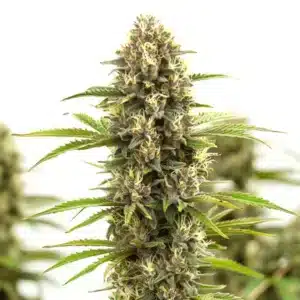 White Russian F1 cannabis strain with a frosty main cola.