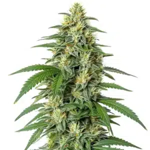 White Widow F1 cannabis strain with crystal-covered buds.