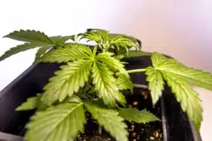 Small Z OG Auto cannabis plant in the early vegetative stage growing in a professional indoor setup.