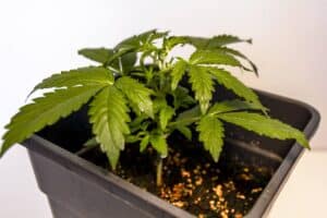 Compact Z OG Auto cannabis plant in a vegetative state, growing in a dark container under indoor lights.