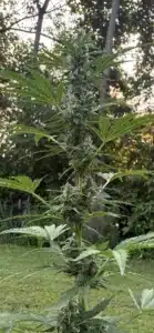 Zkittlez auto cannabis plant growing outdoors with a tall vertical stem, green fan leaves, and developing flower buds.
