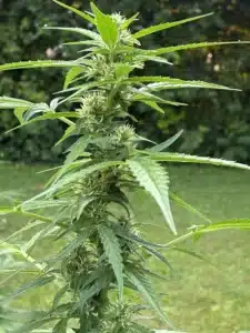 Close-up of a Zkittlez auto cannabis plant showing green flowering buds with white pistils and surrounding pointed leaves