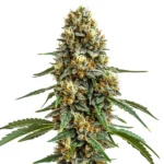 Durban Poison cannabis strain with dense green buds, frosty trichomes, and long, slender leaves, known for its energizing effects.