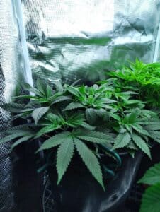 Several Skunk x Northern Lights cannabis plants growing in black pots under LED lights inside a reflective Vivosun grow tent.