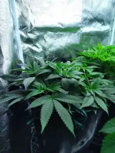 Several Skunk x Northern Lights cannabis plants growing in black pots under LED lights inside a reflective Vivosun grow tent.
