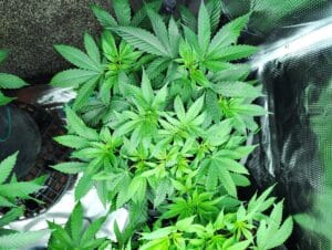 Healthy Skunk x Northern Lights cannabis plant in vegetative growth showing a dense canopy and rich green foliage.