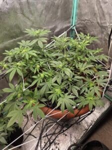 Skunk x Northern Lights cannabis plant under a trellis net for growth training in an indoor cultivation setup.