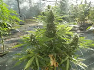 Jack Herer Auto cannabis plant showing thick crystalline buds and long green leaves during the flowering stage.