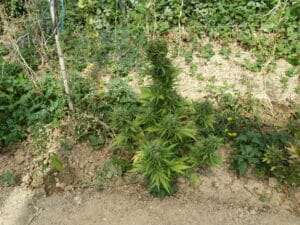 Robust Kush Auto cannabis plant displaying a bushy structure and multiple flowering sites in an outdoor garden.
