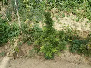 Robust Kush Auto cannabis plant displaying a bushy structure and multiple flowering sites in an outdoor garden.