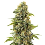 Close-up of Skunk #1 cannabis plant showing dense buds with a coating of trichomes and vibrant green leaves.