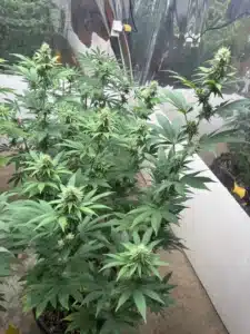 Sour Cookies feminized seeds cannabis plant growing indoors with developing light green flowers and wide fan leaves.