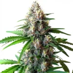 Wedding Cake Autoflower cannabis plant with thick buds covered in resin, green leaves, and orange pistils, showcasing its strong auto-flowering nature.