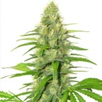 White Widow Seeds cannabis plant with dense buds and green leaves.